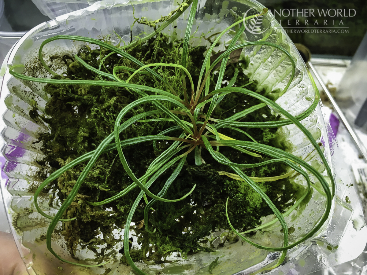 Begonia bogneri propagated in plastic clamshell box