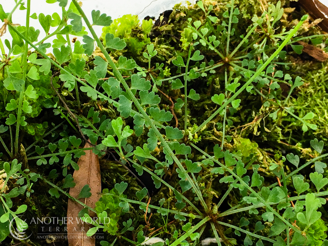 Asplenium sandersonii colony