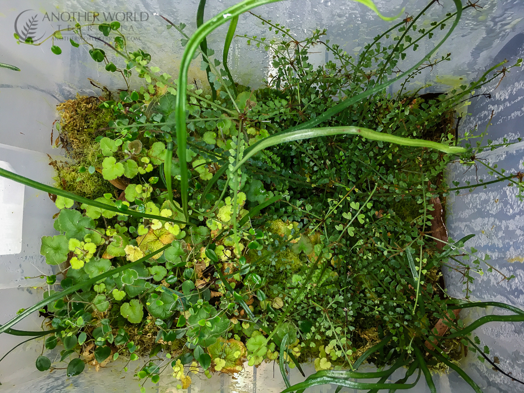 Asplenium sandersonii colony with other mixed ferns, in a plastic grow bin