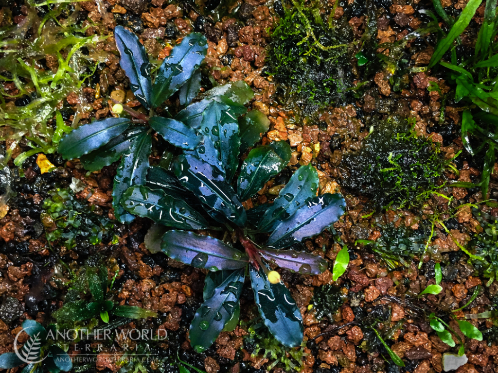 Bucephalandra Brownie Ghost 2011 Another World Terraria
