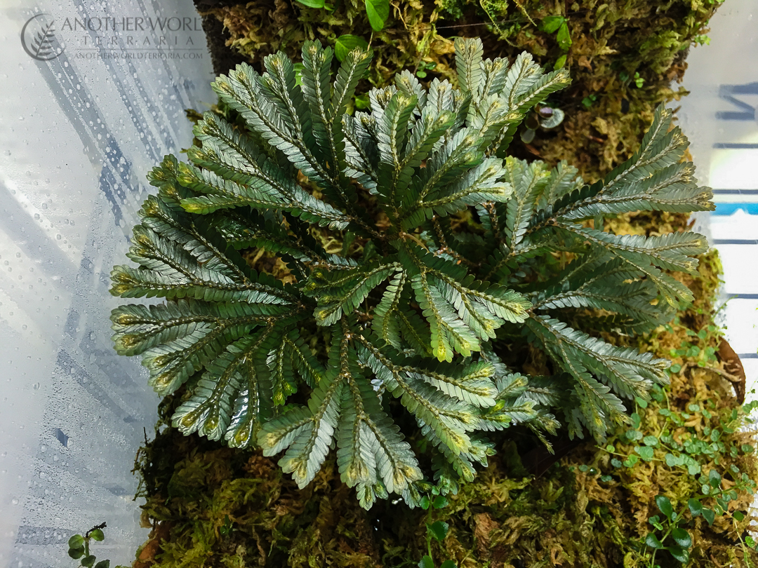 Selaginella sp. Borneo, in a grow bin