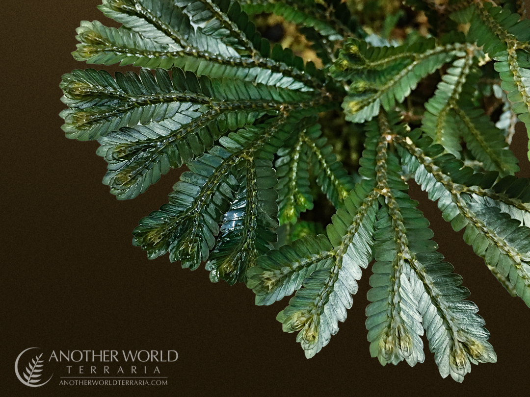 Selaginella sp. Borneo, foliage close up