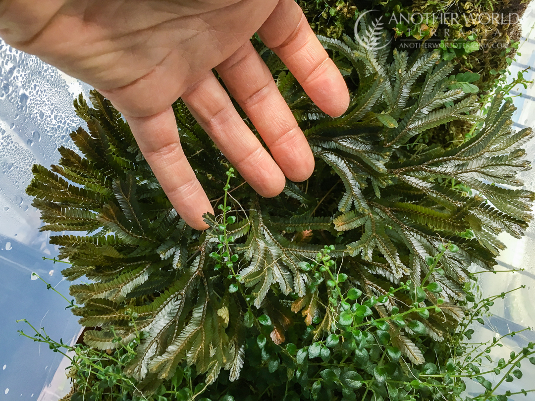 Selaginella sp. Borneo, with hand for scale