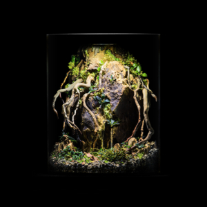 Buce Ravine Terrarium