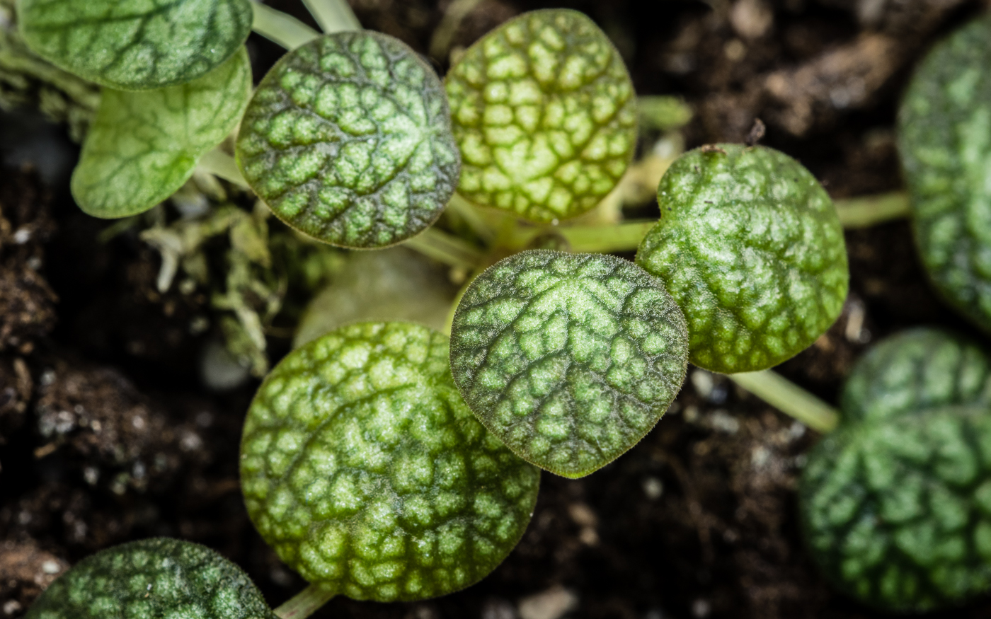 Peperomia sp. Zamora