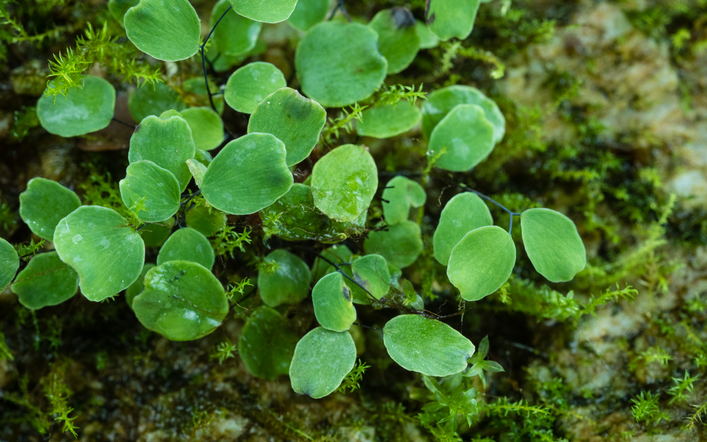 Adiantum mariesii