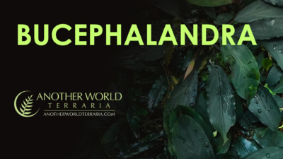 Bucephalandra landing page