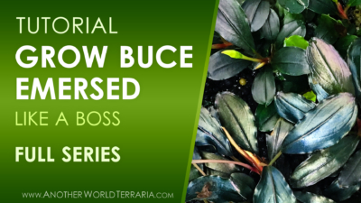 How to Grow Buce Emersed - Full Series