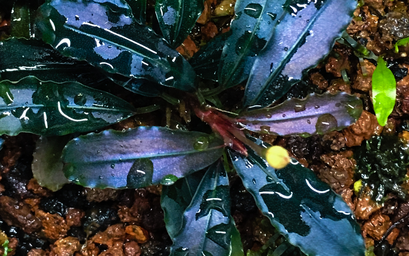 Bucephalandra Brownie Ghost 2011