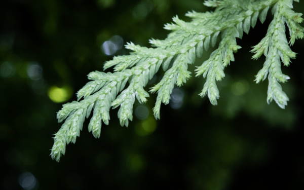 Selaginella sp. White, Peru