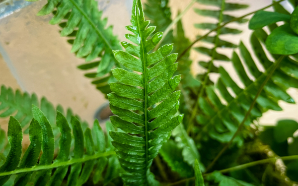 Blechnum cf. polypodioides