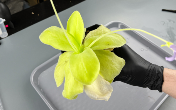 Pinguicula gigantea