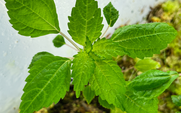 Urticaceae cf. Pilea hyalina