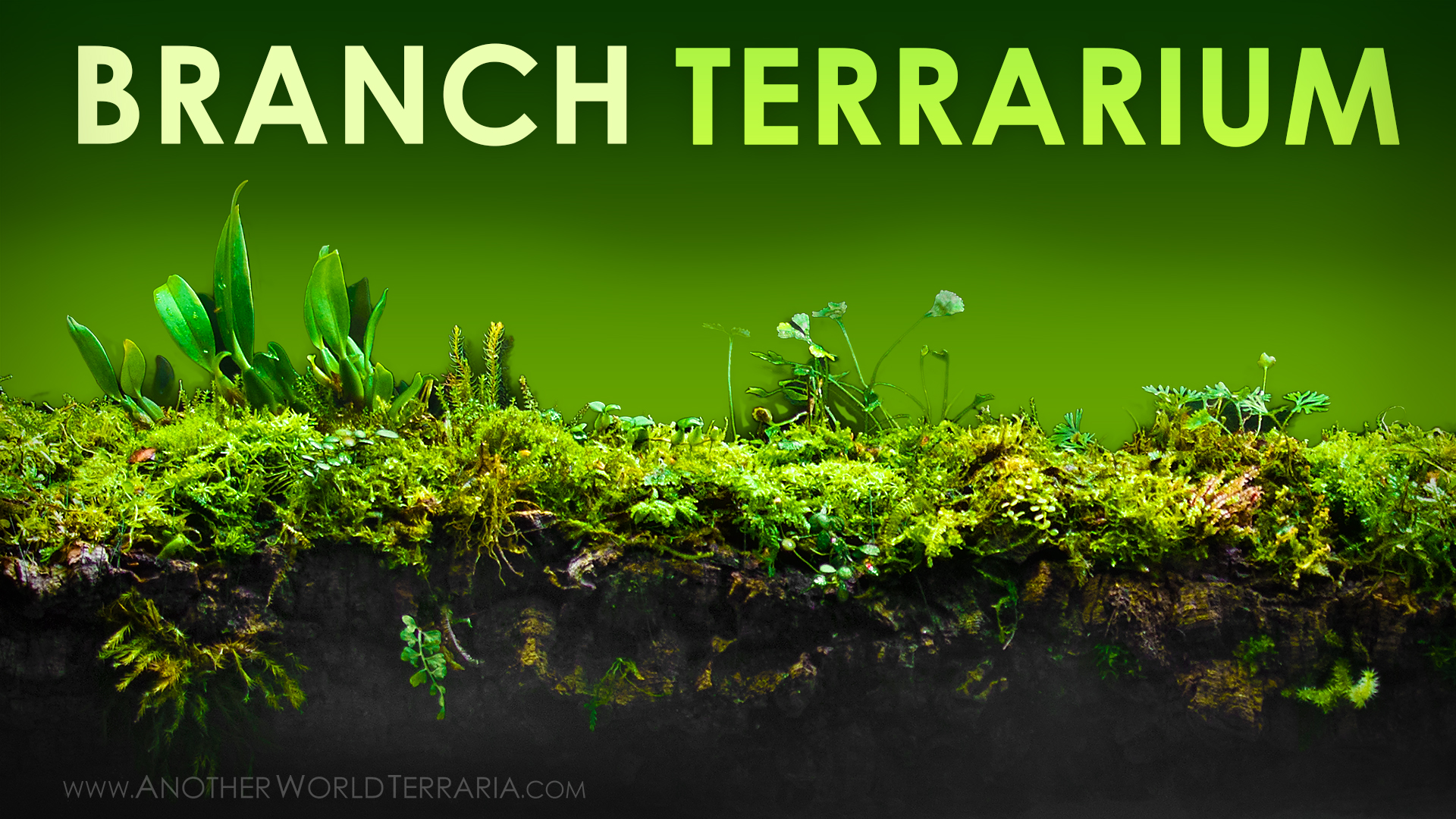 Branch Terrarium