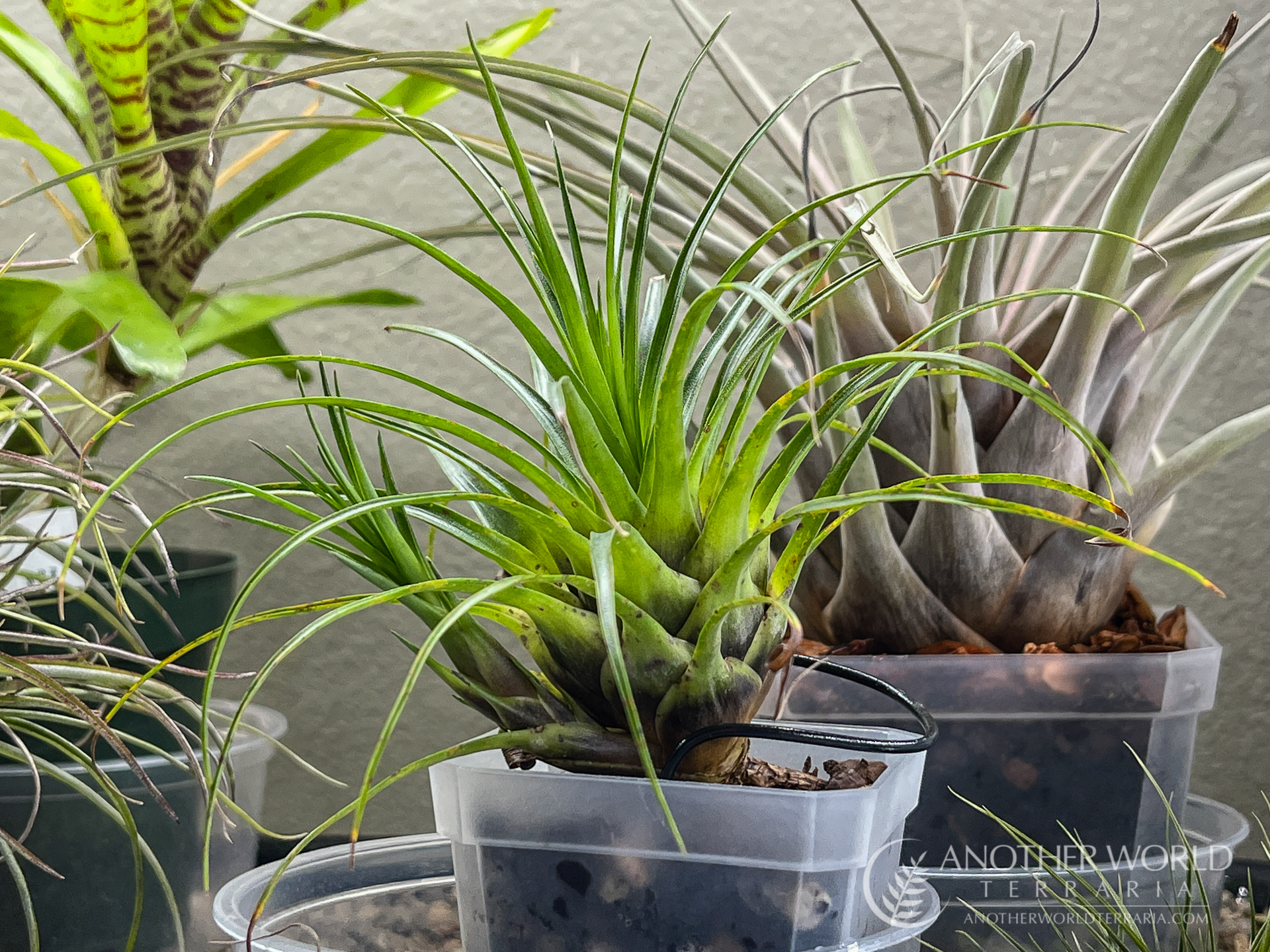 Vriesea correia-arauji, side view of plant with stoloniferous pup.