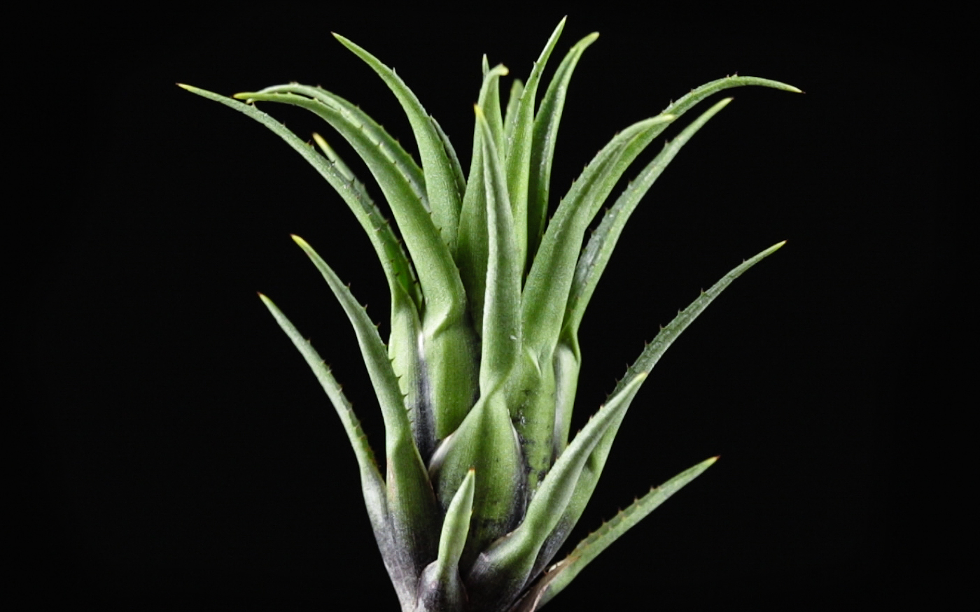 Aechmea recurvata variety ortgiesii