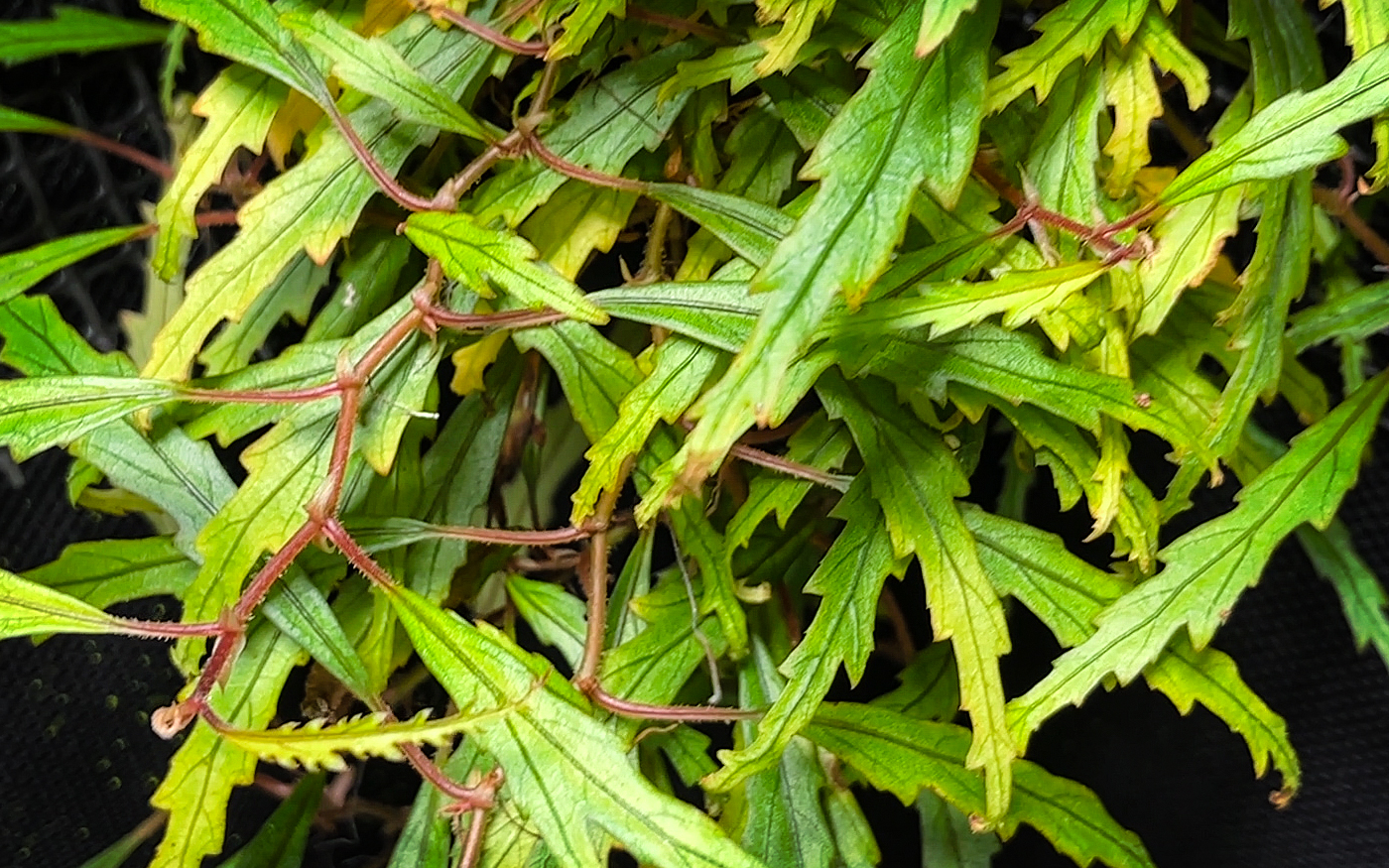 Begonia henrilaportei