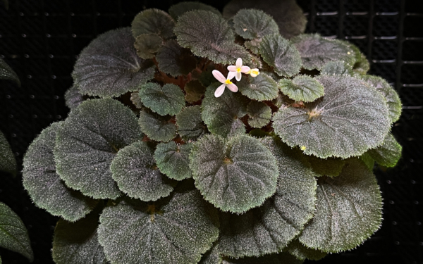 Begonia hoehneana with small white blooms