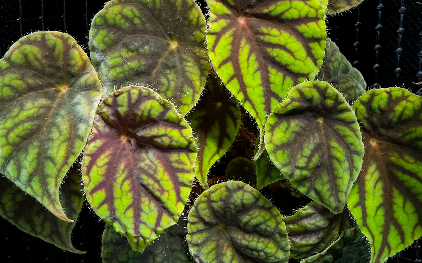 Begonia quadrialata subspecies nimbaensis