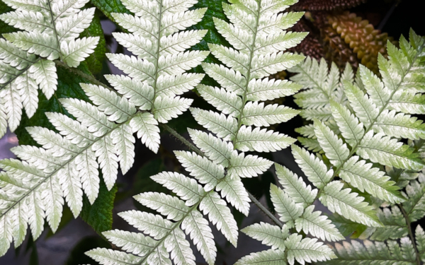 Unidentified fern species with silver foliage, close up