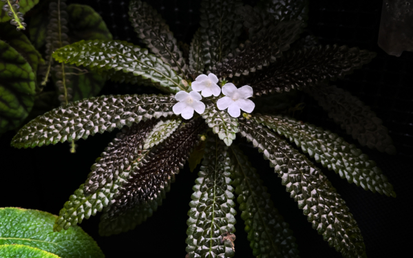 Nautilocalyx pemphidius with white flowers