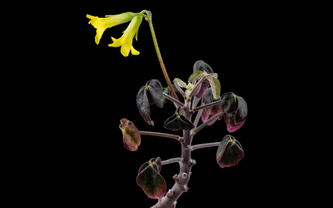 Oxalis sp. Ecuador Andes with yellow flowers