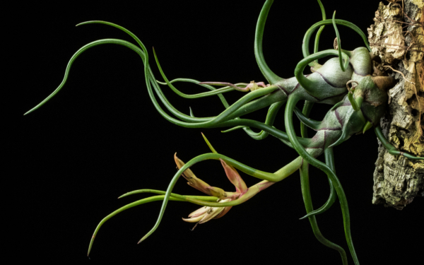 Tillandsia bulbosa Guatemala