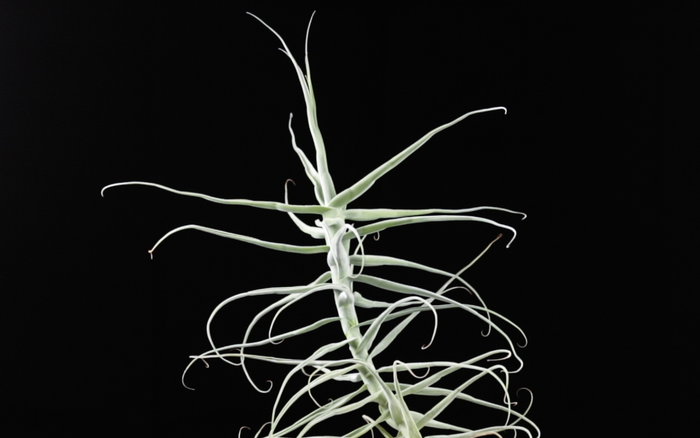 Tillandsia duratii Rio Grande