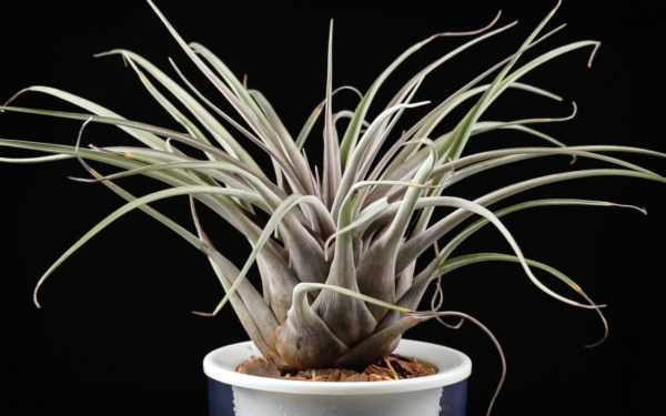 Tillandsia fragrans