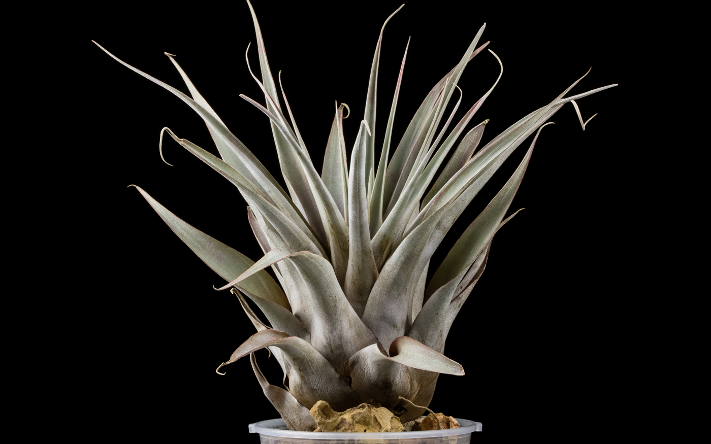 Tillandsia petraea