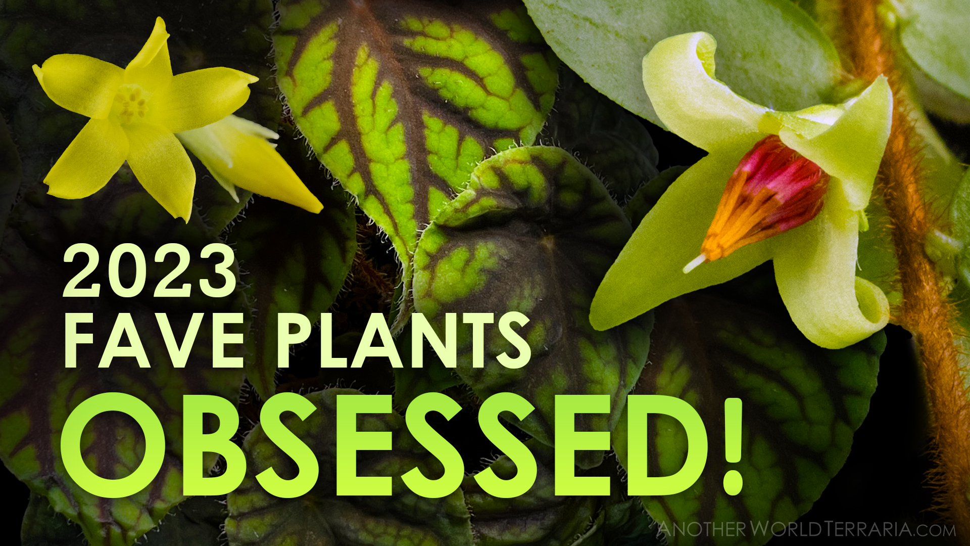 2023 Fave Plants - Obsessed!