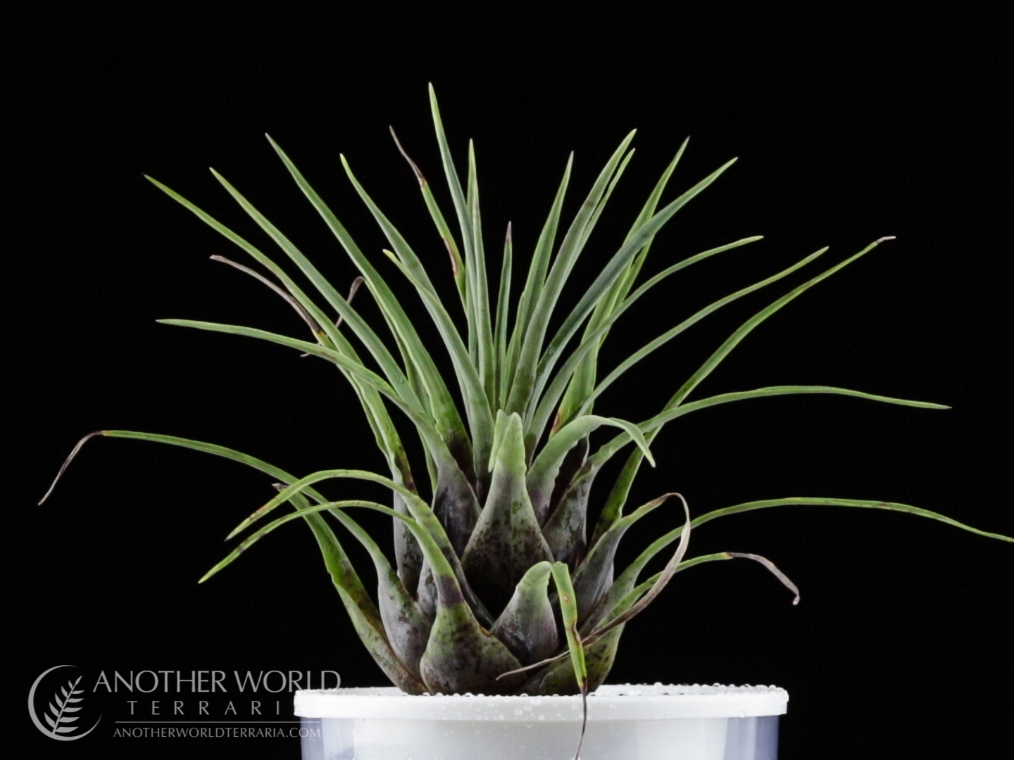 Vriesea flammea in a pot