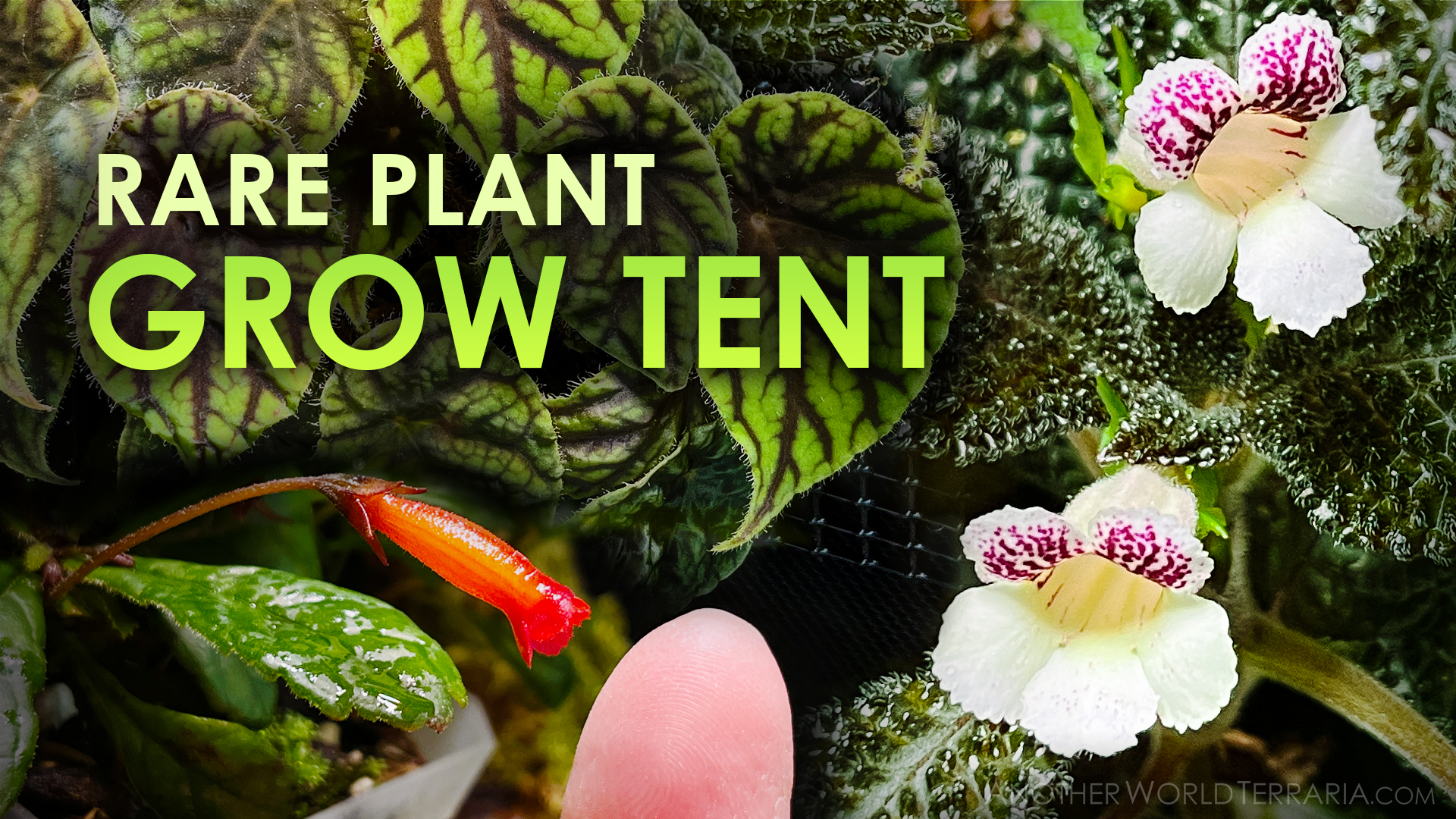 Rare Plant Grow Tent