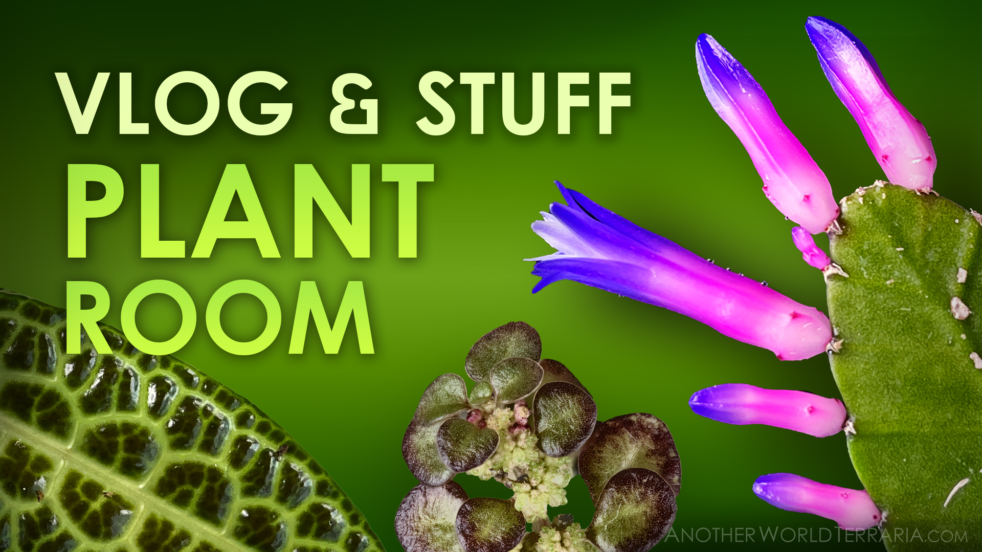 Plant Room Vlog