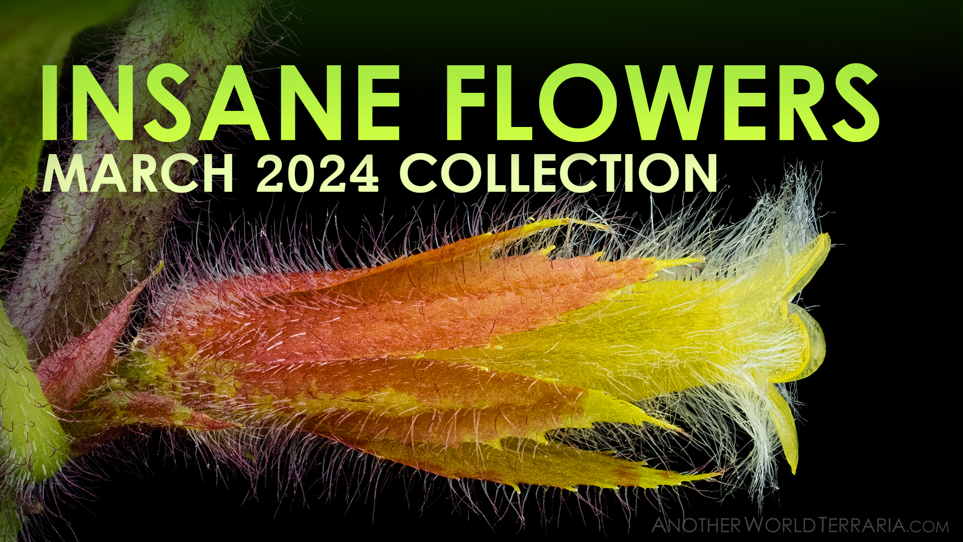 Insane Flowers March 2024 Collection